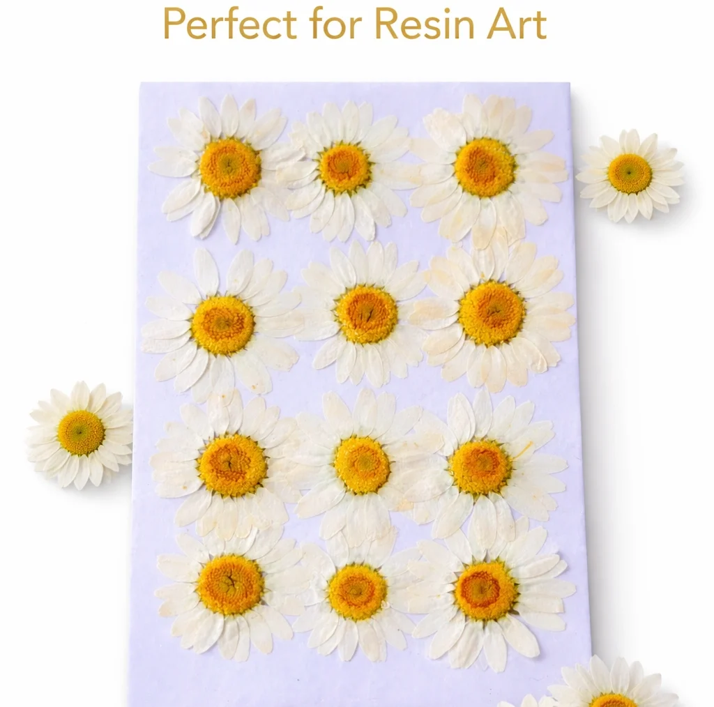White Daisy Pressed Dry Flower for Resin Art White Daisy Pressed Dry Flower for Resin Art