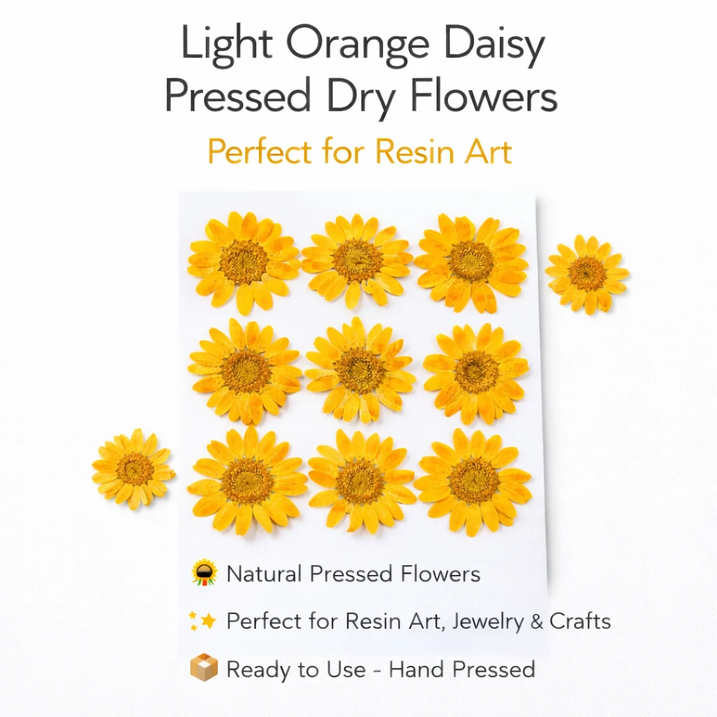 Light Orange Daisy Pressed Dry Flower for Resin Art Light Orange Daisy Pressed Dry Flower for Resin Art