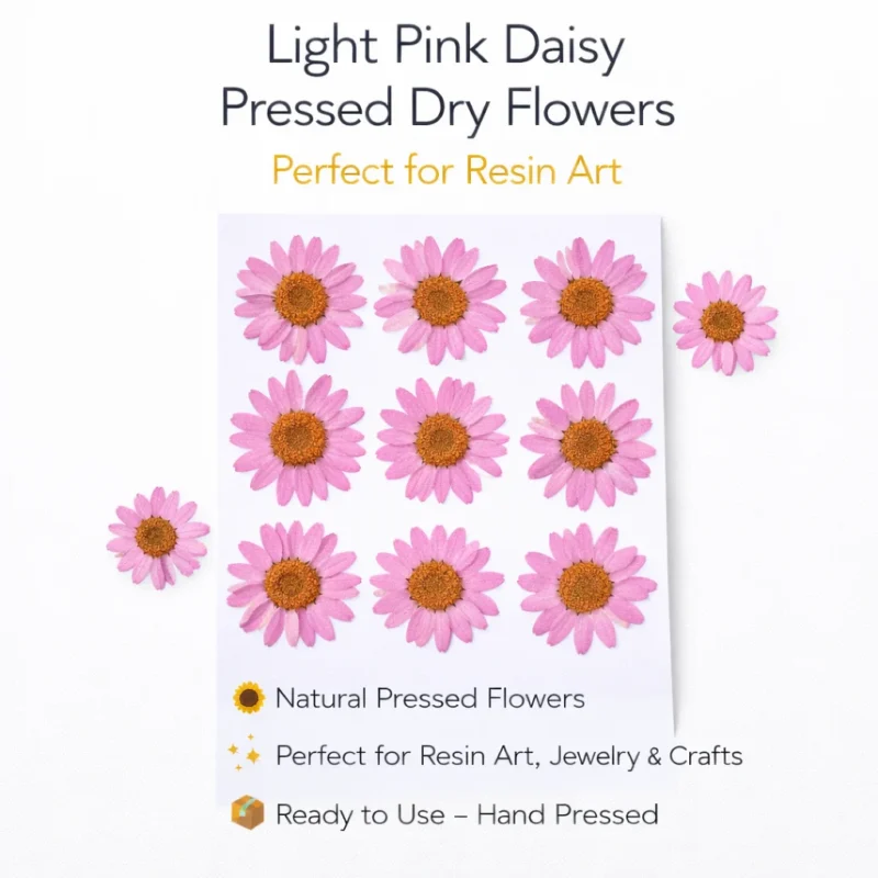Light Pink Daisy Pressed Dry Flower for Resin Art