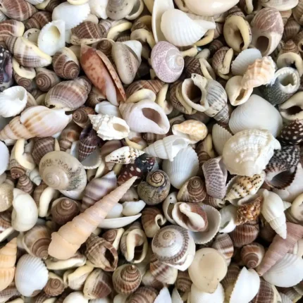 Mixed Small Sea Shells for Resin Art & Crafts | Natural Mini Seashells for DIY
